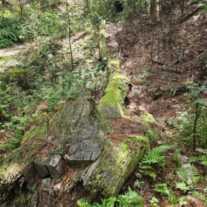 down tree at bulls bay preserve