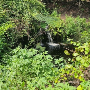 trickling waterfall at bulls bay preserve