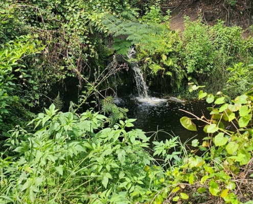 trickling waterfall at bulls bay preserve