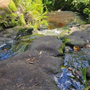 moving waters at bulls bay preserve near waterfall