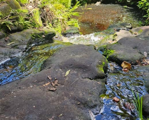 moving waters at bulls bay preserve near waterfall
