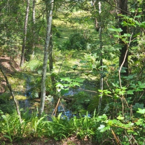 pond at bulls bay preserve