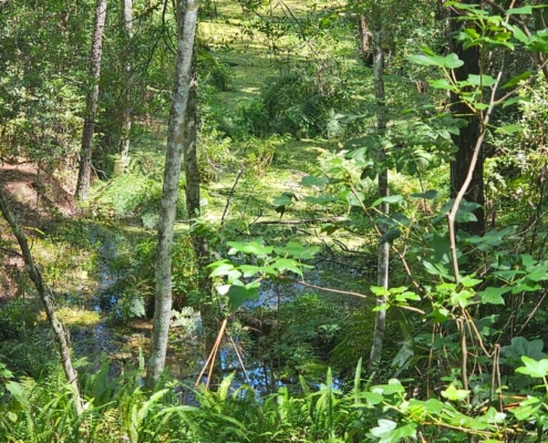 pond at bulls bay preserve