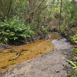 slow moving stream bulls bay preserve and waterfall