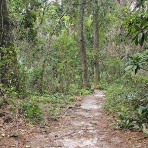 wooded trail bulls bay preserve