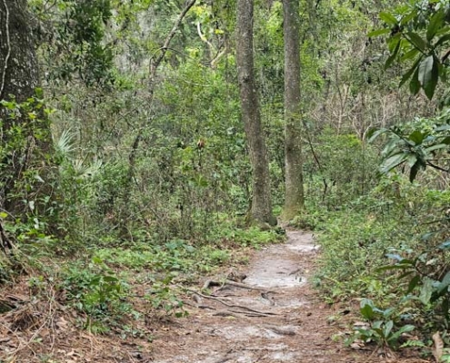 wooded trail bulls bay preserve