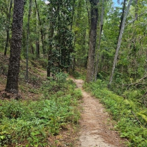 trail at bulls bay preserve