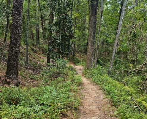 trail at bulls bay preserve