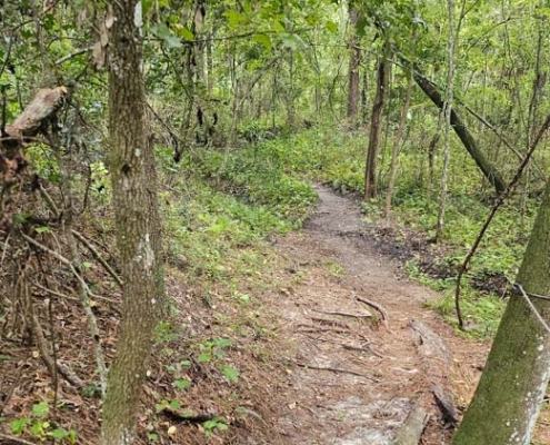 bulls bay preserve trail