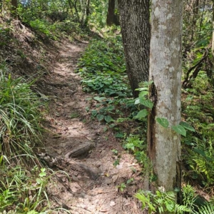 trail going up a hill at bulls bay preserve