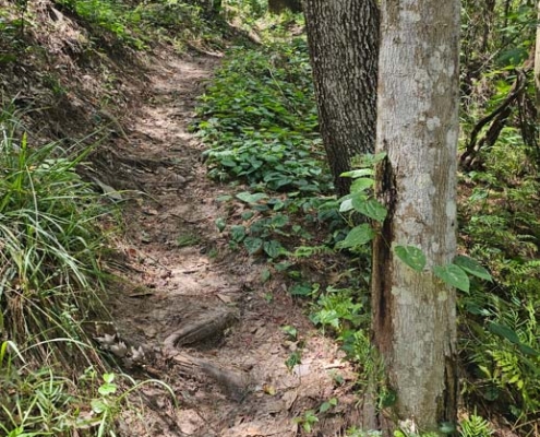 trail going up a hill at bulls bay preserve