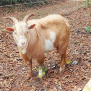 Mature Nigerian Dwarf buck