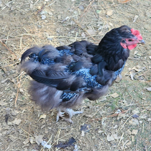 chicken during a heavy molt with lots of pin feathers