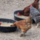 Barred Rock and Rhode Island Red feeding at TnF Farms