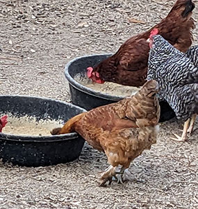 Barred Rock and Rhode Island Red feeding at TnF Farms