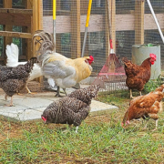 Lavender rooster with some hens