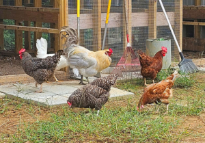 Lavender rooster with some hens