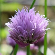 chive blossom
