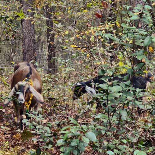 nubian goats grazing in the woods