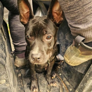 Dobby the farm dog jumps in whenever he hears the side by side start up.