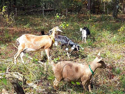 goats foraging