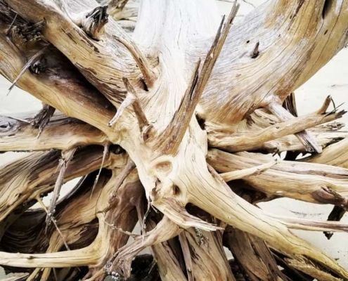 driftwood beach a stump at driftwood beach on Jekyll Island