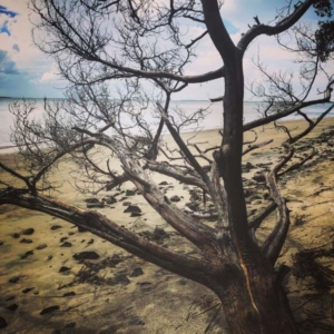 driftwood branch a branch on driftwood beach