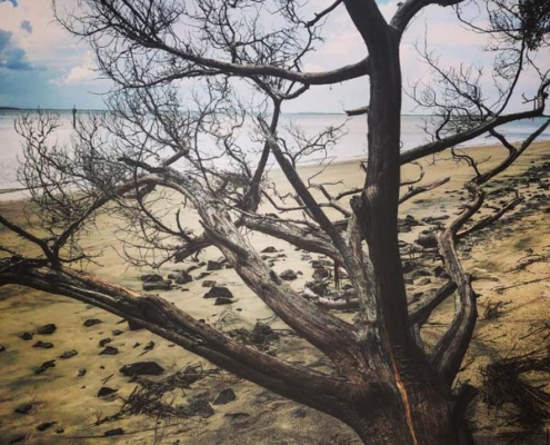 driftwood branch a branch on driftwood beach