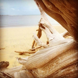 driftwood on Jekyll Island a log on driftwood beach