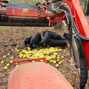 Dumping a tractor bucket in to the pig pasture