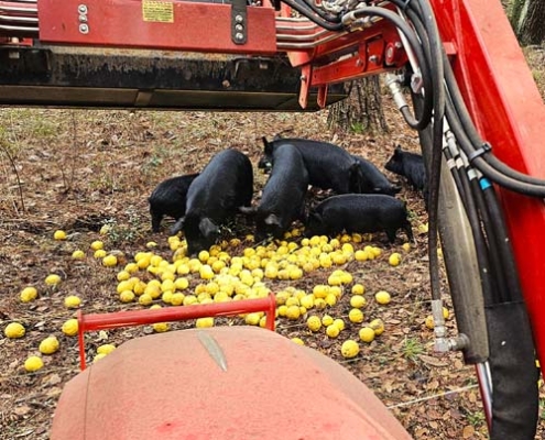 Dumping a tractor bucket in to the pig pasture