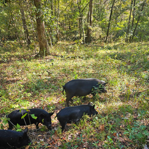 American Guinea hogs free ranging at TnF Farms