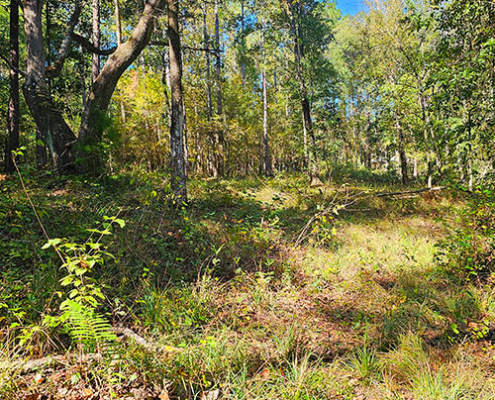 One of the pastures that we rotate our livestock through