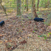 Some pigs grazing and TnF Farms