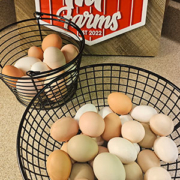 free range non-gmo farm fresh eggs from TnF Farms