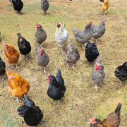 TnF Farms chickens are fed a non-GMO feed and get to free range everyday.