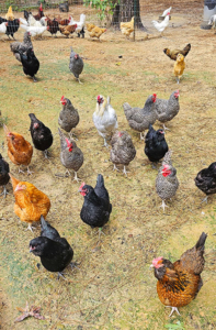 TnF Farms chickens are fed a non-GMO feed and get to free range everyday.