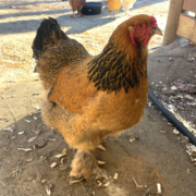 This is a friendly, favorite hen of ours