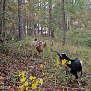 Nubian and Nigerian dwarf goats running towards you.