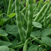 green beans