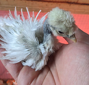 freshly hatched silkie moments old.