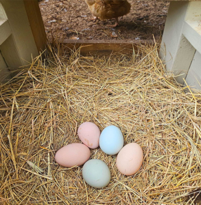 nesting box with freshly laid eggs