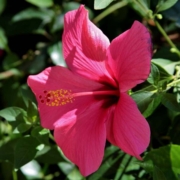 hibiscus