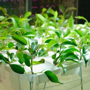 hydroponics or aquaponics