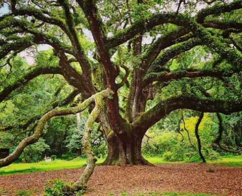 large oak tree