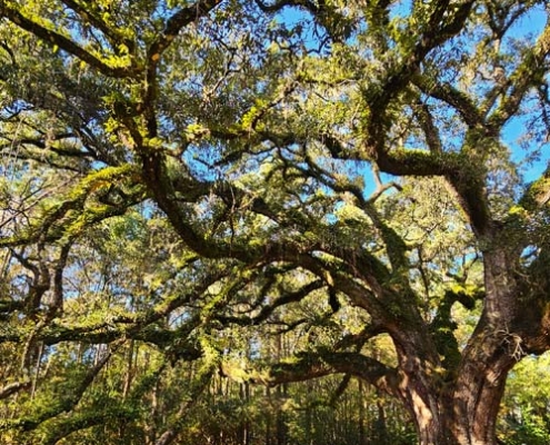 majestic oak tree at lichgate