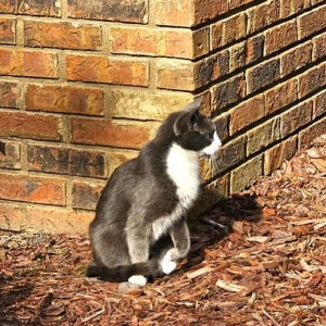 Loafer looking for prey