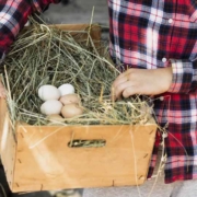 Man in red squared shirt holding a box with a nest with eggs