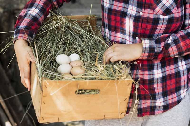 Man in red squared shirt holding a box with a nest with eggs