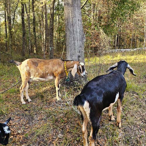 size comparison between mini nubian and nubian